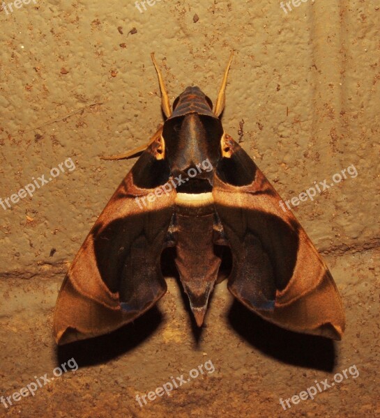 Moth Insect Wildlife Wings Butterfly