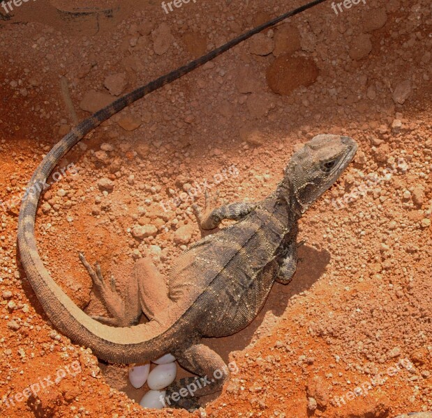 Lizard Animal Reptile Wildlife Nature