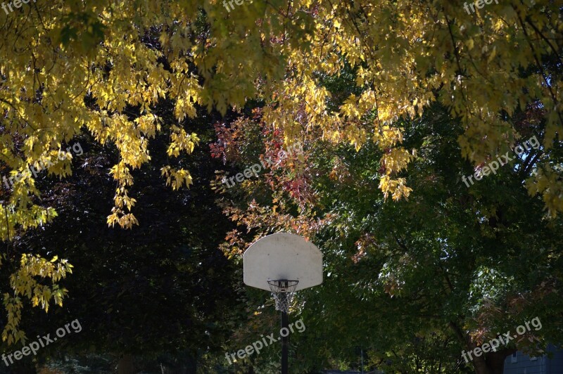 Hoop Basket Basketball Still Leaves