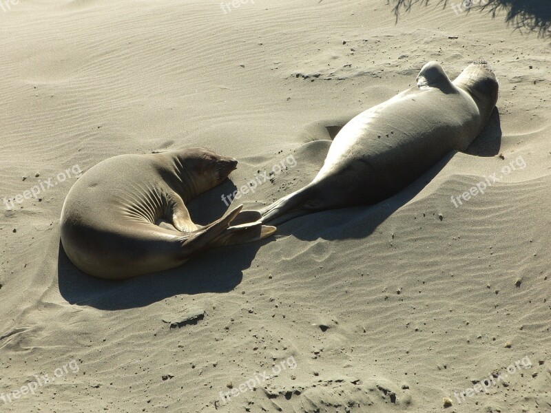 Sea Lions Beach Sand Sunning Coast