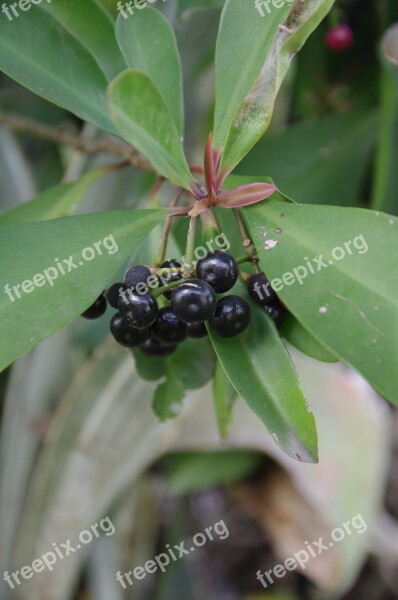 Berries Food Plant Berry Nature