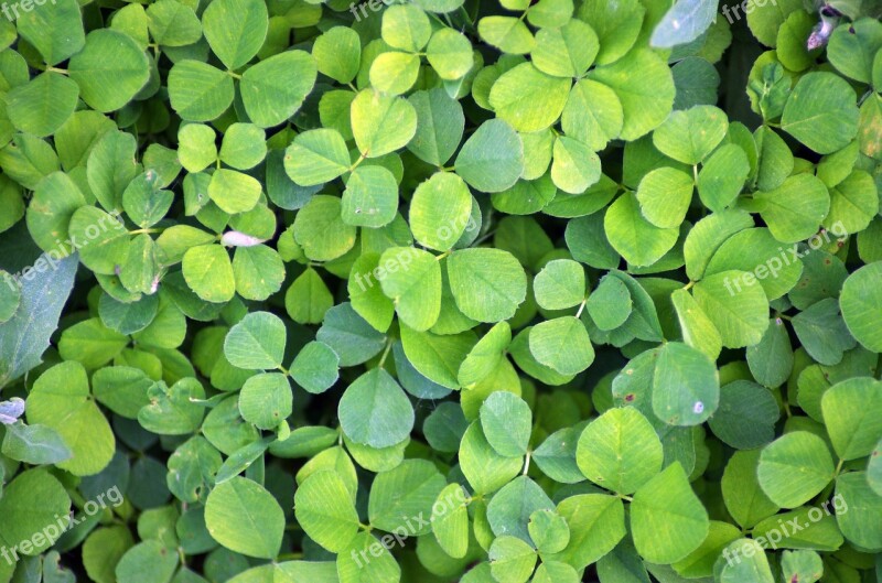 Clover Green Plant Leaf Nature