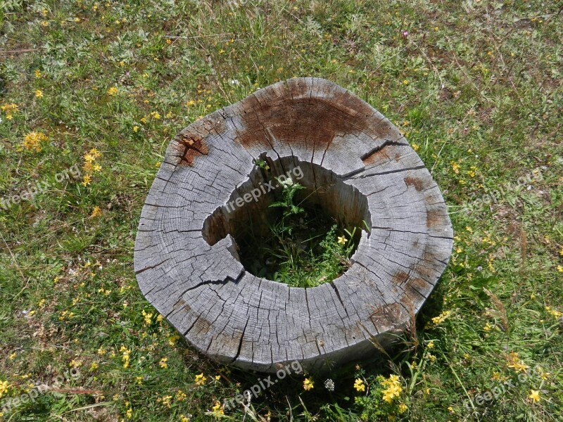 Bulgaria Rhodope Mountains Flowers Log Free Photos