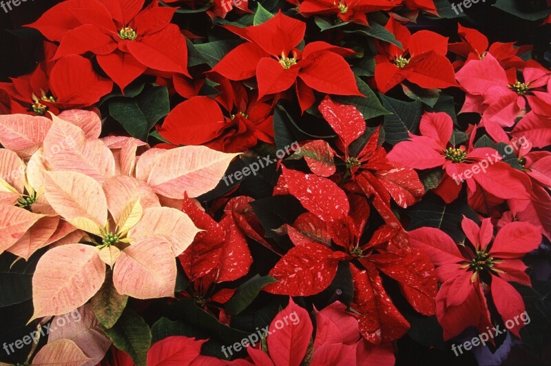 Poinsettias Plants Christmas Decoration Red