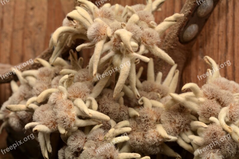 Edelweiss Alpine Flower Dried Close Up Free Photos