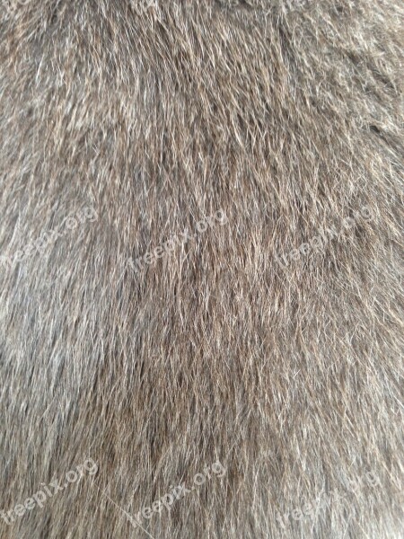 Cat Fur Fur Hairy Wuschelig Sweet