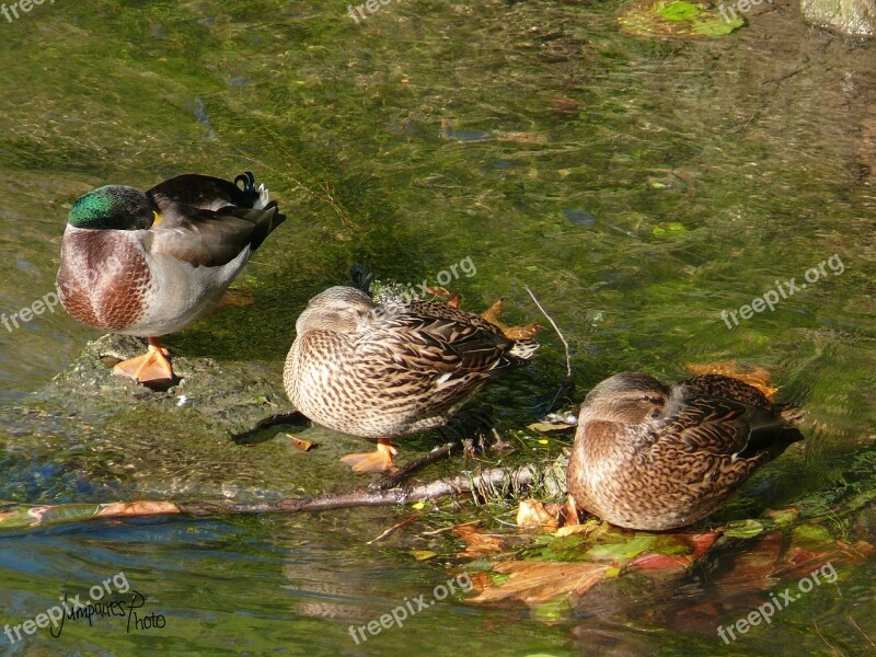 Birds Duck Nature Animals Wild Duck