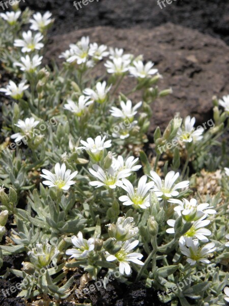 Flowers White Cluster Flower White Flower