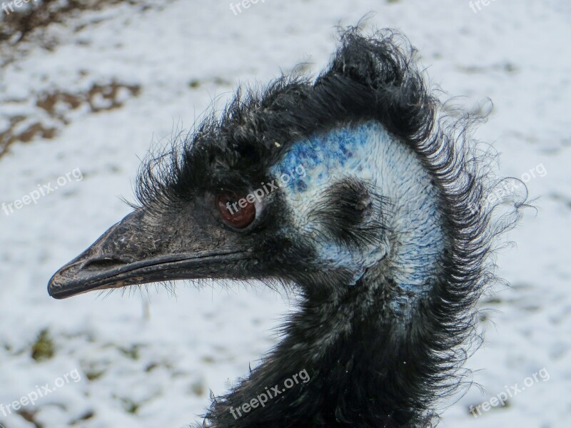 Bird Emu Flightless Bird Bill Head