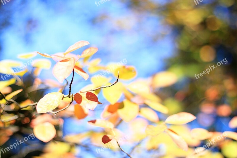 Leaves Colorful Autumn Sky Fall Foliage