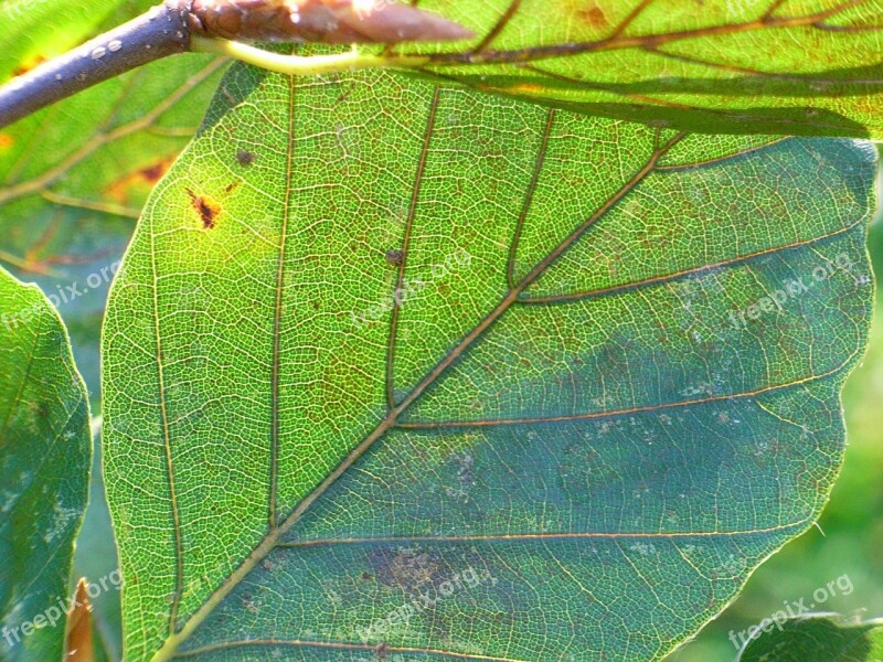 Leaf Hanging Beech Green Tree Free Photos