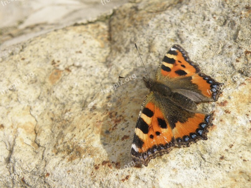 Butterfly Small Tortoiseshell Aglais Urticae Detail Free Photos