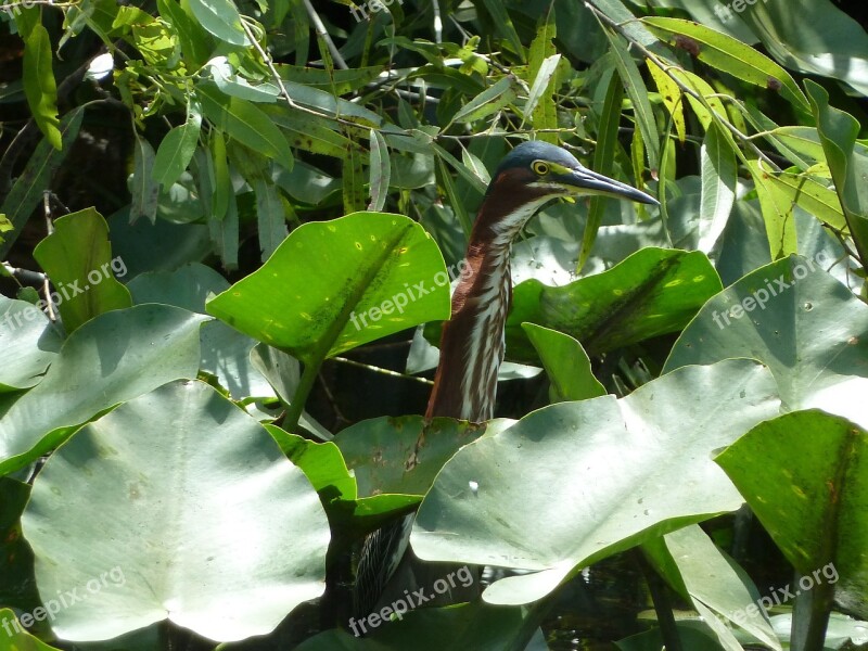 Swamp Bird Water Mangroves Animals