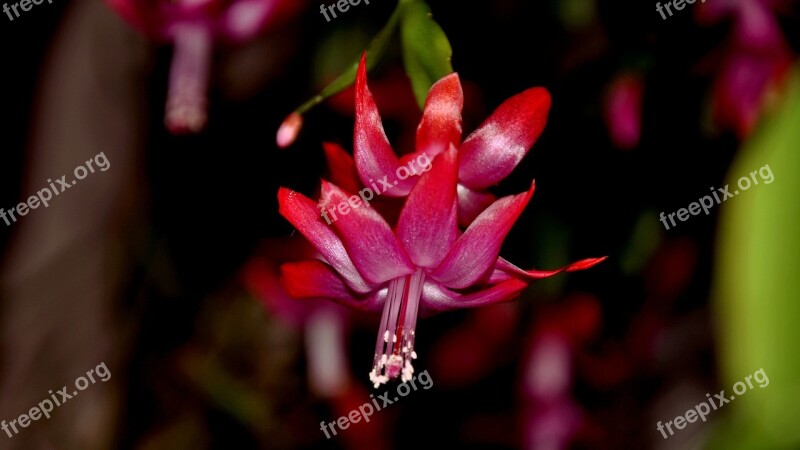 Christmas Cactus Flower Nature Free Photos