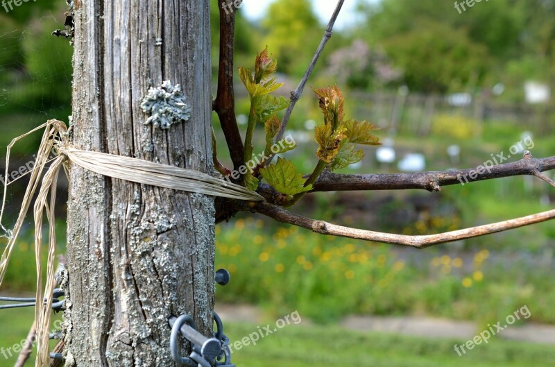 Vine Boy Shoots Winegrowing Wine Vines