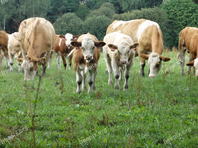 Herd Cow Animal Farm Meadow