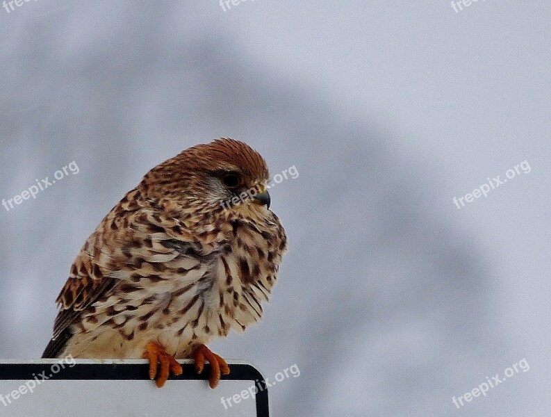 Kestrel Bird Winter Nature Cold