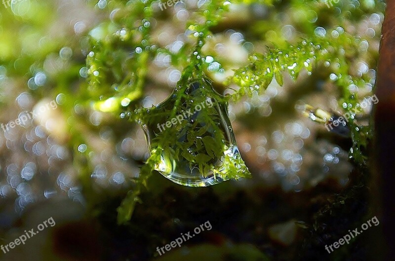 Moss Drip Plant Free Photos