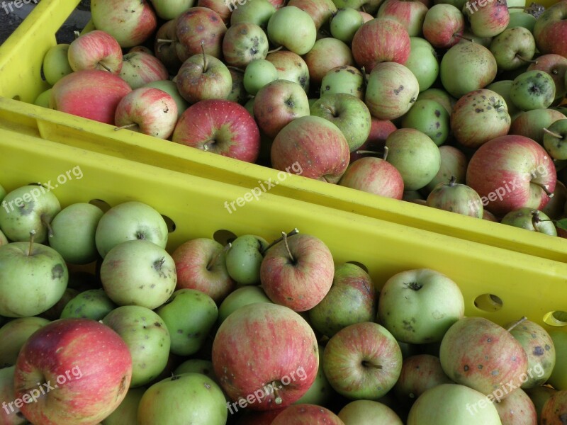 Apple Harvest Green Red Crate