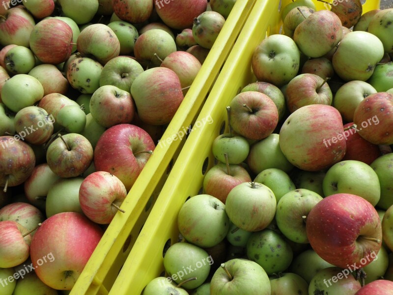 Apple Harvest Green Red Crate