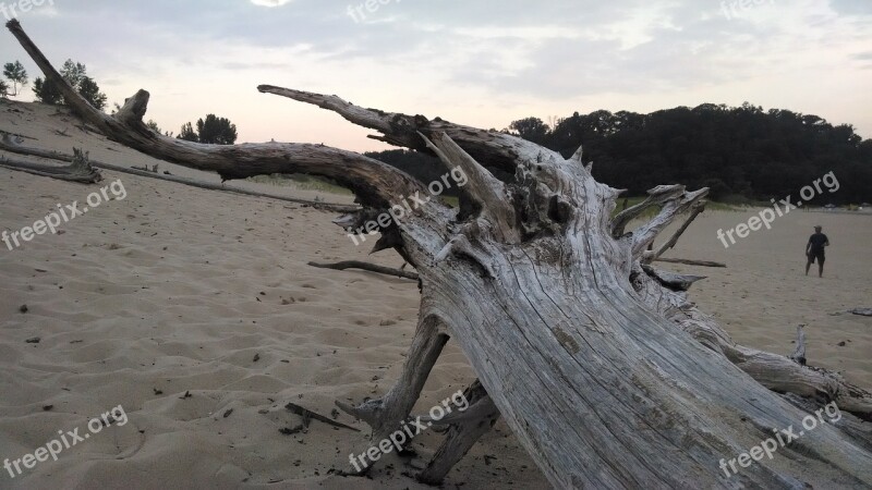 Driftwood Beach Sand Dunes Scenic