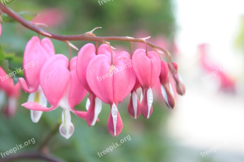 Plant Heart Bleeding Heart Ornamental Plant Love