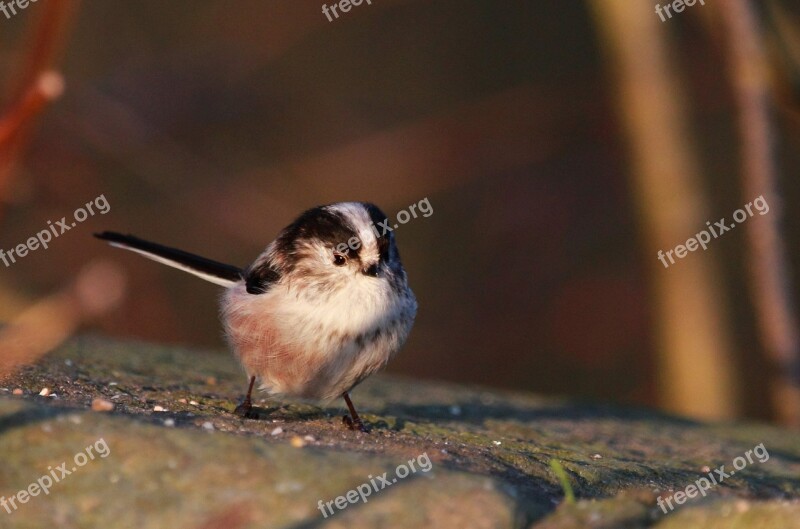 Bird Long Tailed Tit Feathers Pink Black