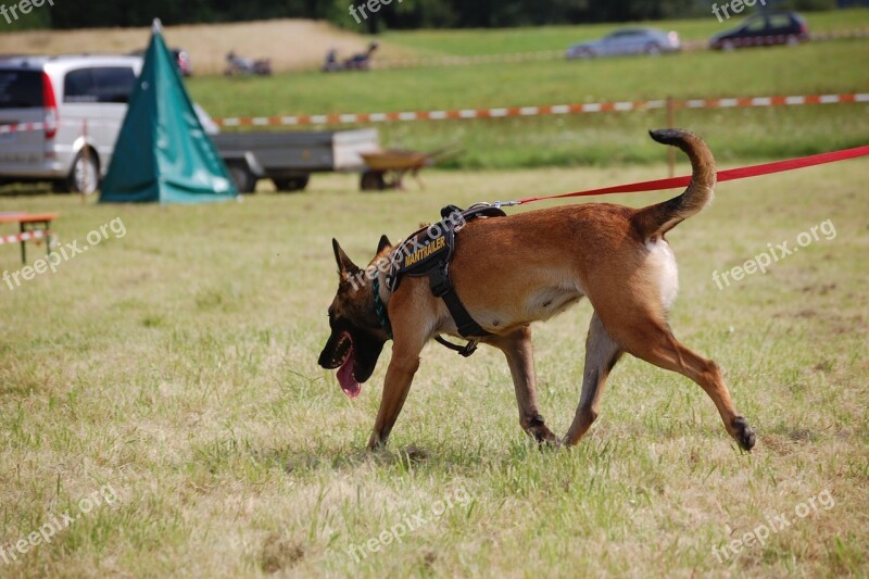 Search Dog Rescue Dog Dog Animal Pet