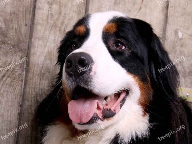 Dog Animal Berner Mountain Dog Good