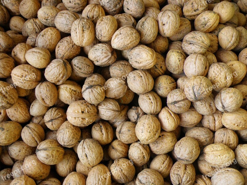 Walnuts Harvest Walnut Free Photos