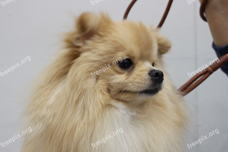 Pomeranian Yiseungbae Puppy Ke An Gyeon Canine Companion