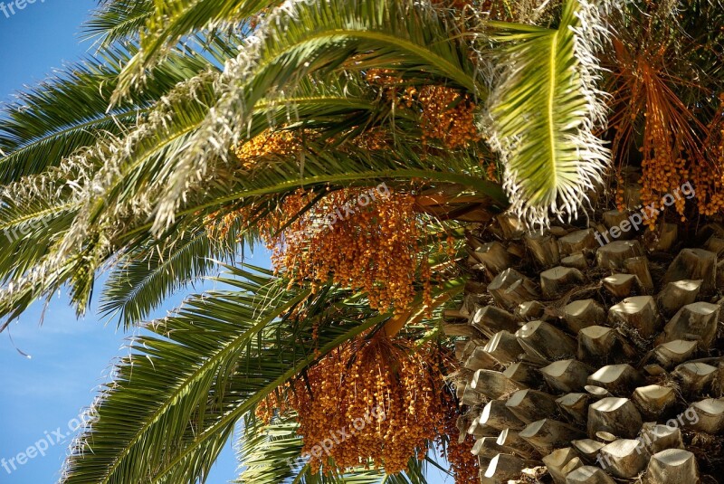 Palm Branches Bark Trunk Free Photos