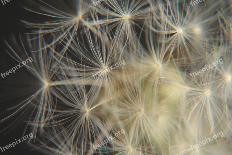 Macro Dandelion Wild Flower Faded Plant