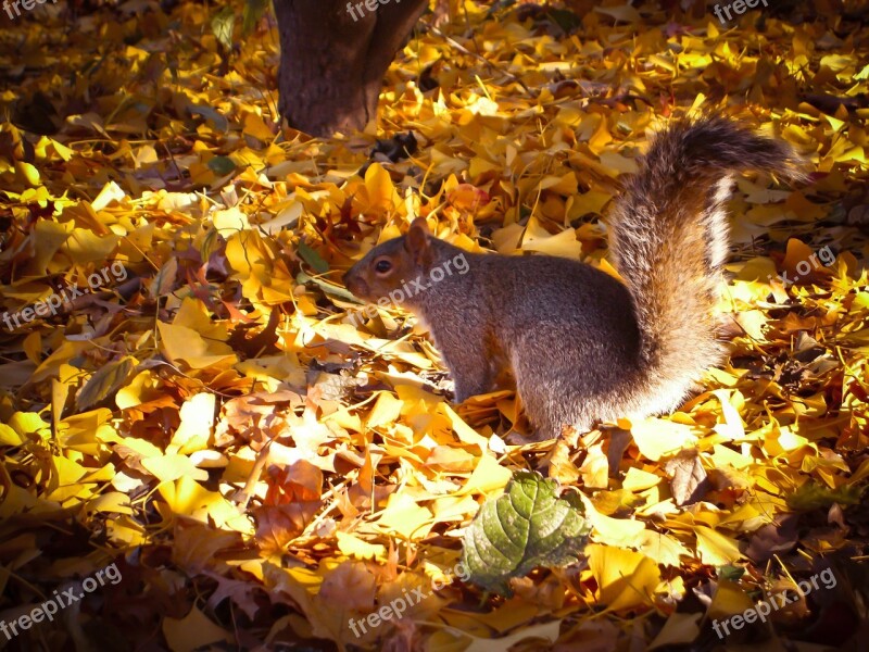 Squirrel Animals Nager Creature Climb