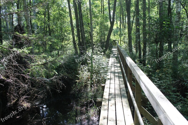 Tree Forest Footbridge Nature Bro