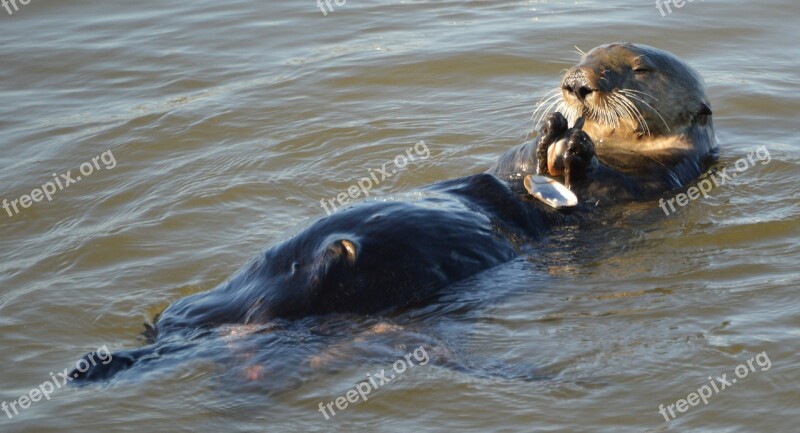 Sea-otter Water Ocean Aquatic Funny