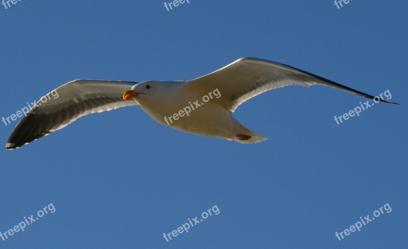 Seagull Flying Gull Flight Nature