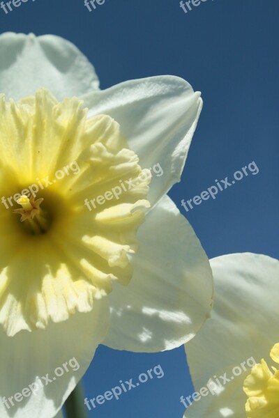 Narcissus Yellow Spring Daffodil Flower