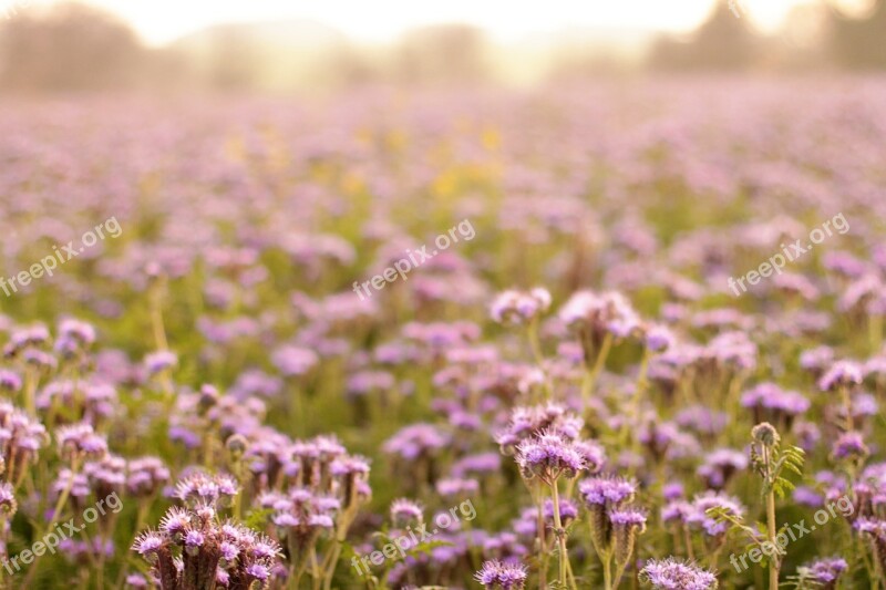 Sea Of Flowers Purple Flowers Flower Fullness Flora