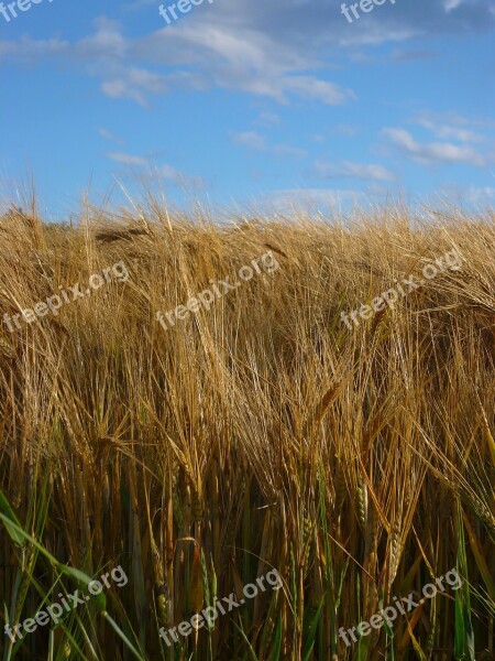 Field Grain Summer Sky Cereals