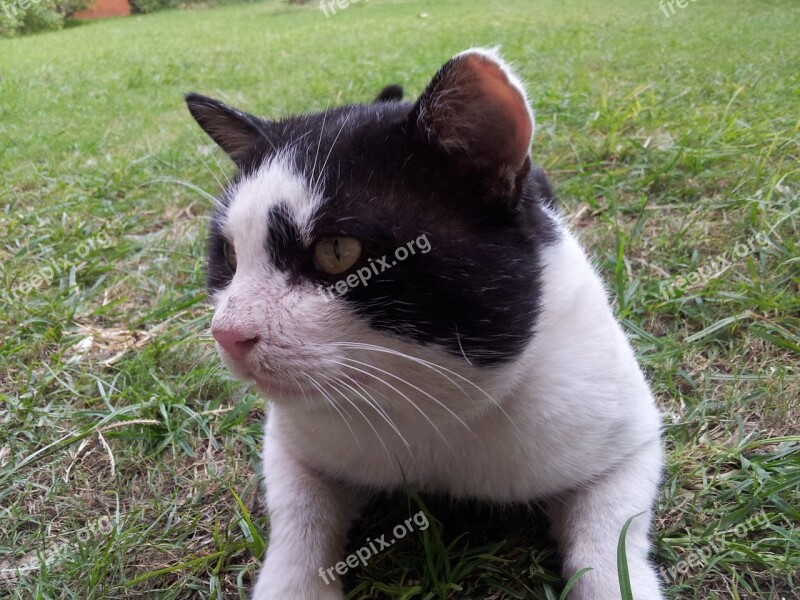 Black White Cat Cat Big Cat Cat Close-up Free Photos