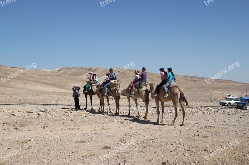 Camels Safari Desert Travel Animal