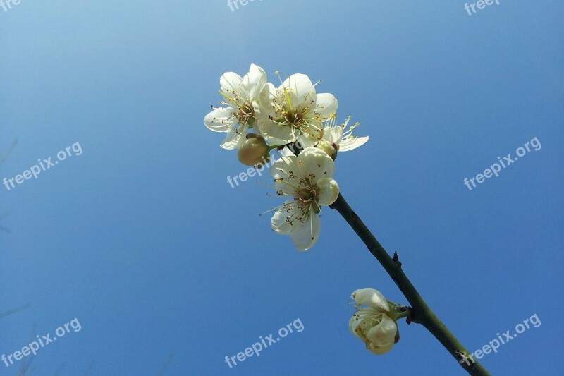 Plum Blossom Blue Sky Simple Fresh Sky Blue