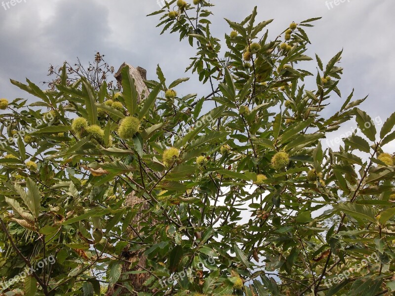 Chestnut Tree Chestnuts Sweet Chestnuts Maroni