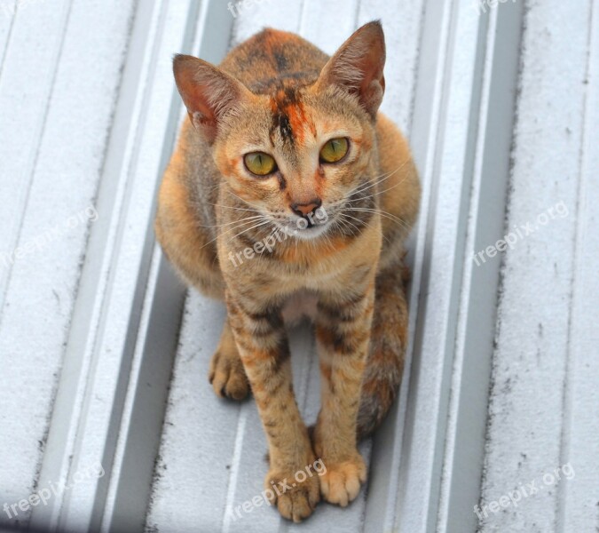 Cat Stare Roof Animal Ear