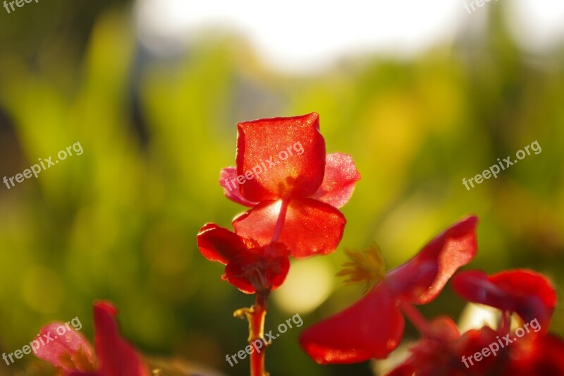 Flower Plant Red Flowers Free Photos