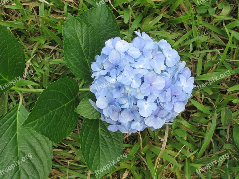 Flower Blue Garden Nature Green