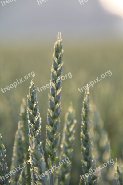 Ear Wheat Cereals Grain Food