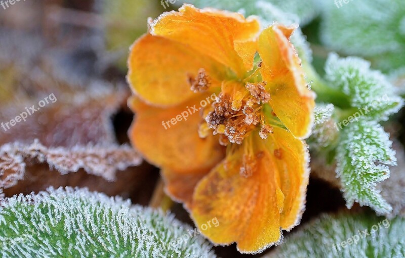 Ice Flowers Crystals Eiskristalle Hoarfrost Crystallization