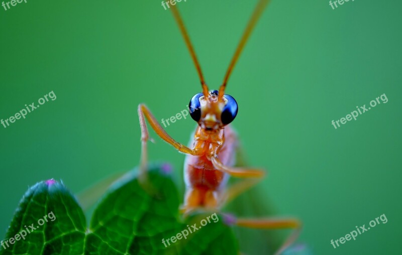 Insect Eyes Probe Nature Macro